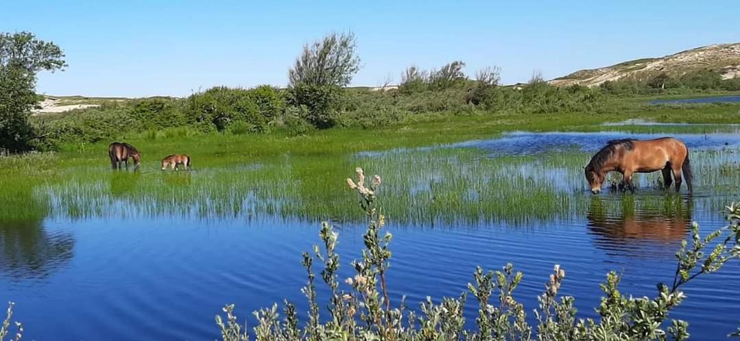 Tiny Villa De Haas Met Infraroodsauna Egmond aan Zee Dış mekan fotoğraf